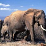 Два вида африканских слонов – на грани исчезновения