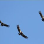 В США и Великобритании орнитологи спасают редких птиц
