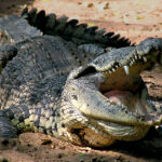 Учёные объяснили, почему крокодилы пережили динозавров