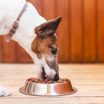 Виды качественных кормов для собак